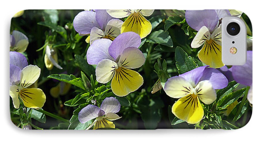 Pansy iPhone 8 Case featuring the photograph Pansies by Bob Johnson