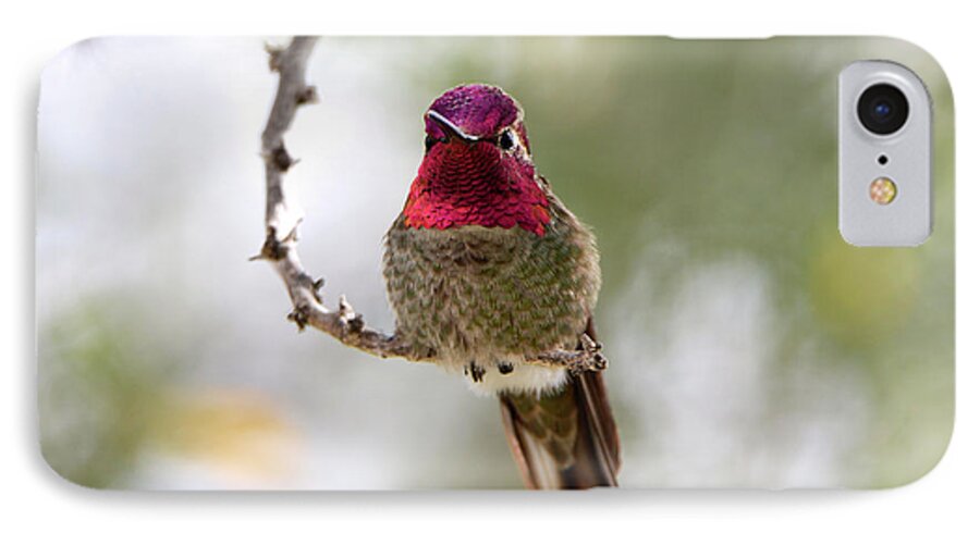 Denise Bruchman iPhone 8 Case featuring the photograph Pink Anna's Hummingbird by Denise Bruchman