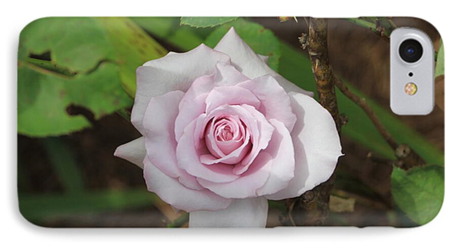 Rose iPhone 8 Case featuring the photograph Pink Rose by Jerry Battle