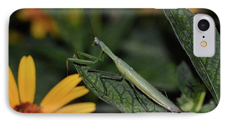 Landscape iPhone 8 Case featuring the painting Pray Mantis Dinner Time by Michael Mrozik