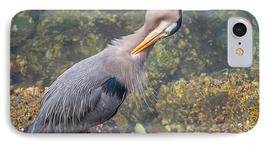Heron iPhone 8 Case featuring the photograph Preening Heron by Jerry Cahill