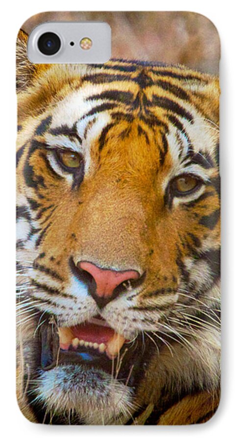 India iPhone 8 Case featuring the photograph Prime Tiger by David Beebe