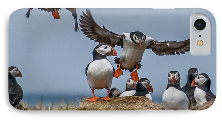 Puffins iPhone 8 Case featuring the photograph Puffins by Brian Tarr