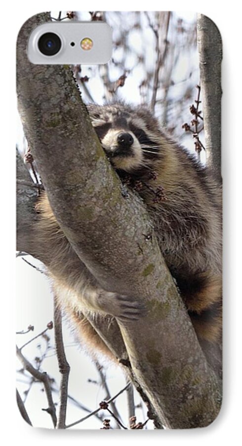Raccoon iPhone 8 Case featuring the photograph Afternoon Nap-Raccoon up a Tree by David Porteus