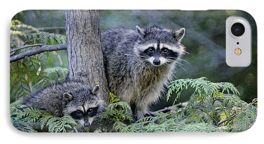 Raccoons iPhone 8 Case featuring the photograph Raccoons in Stanley Park by Maria Angelica Maira