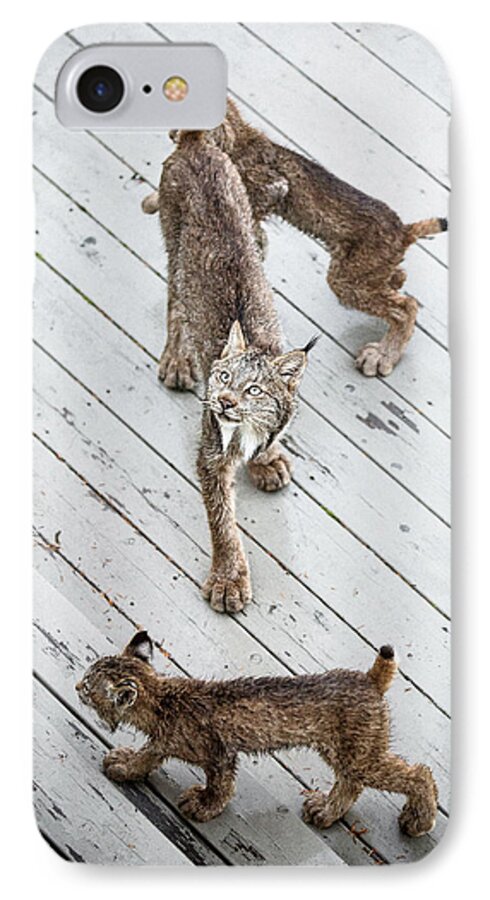 Lynx iPhone 8 Case featuring the photograph Always Scanning by Tim Newton