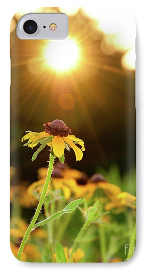 Black-eyed Susan iPhone 8 Case featuring the photograph Reaching for Evening Sun by Sari ONeal