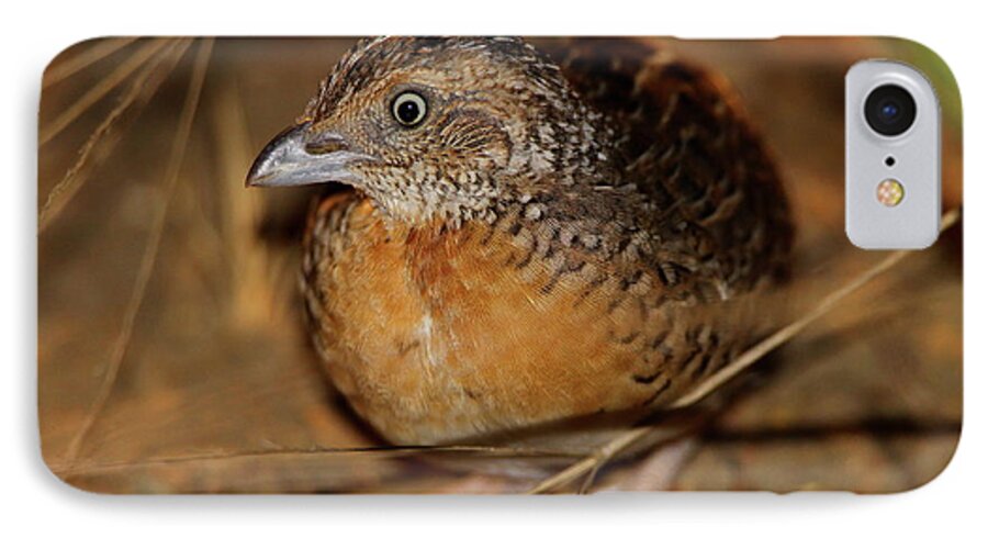 Red-chested Button-quail iPhone 8 Case featuring the photograph Red-chested Button-quail by Bruce J Robinson