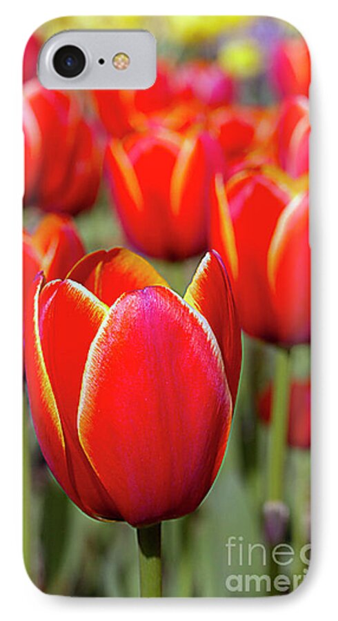 Tulips iPhone 8 Case featuring the photograph Red and Yellow Tulips I by Karen Jorstad