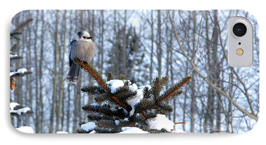 If You're An Easterner As I Am iPhone 8 Case featuring the photograph Refined Little Gray Jay in Colorado by Carol M Highsmith