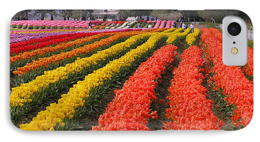 Tulips iPhone 8 Case featuring the photograph Ribbons of Color by Louise Magno