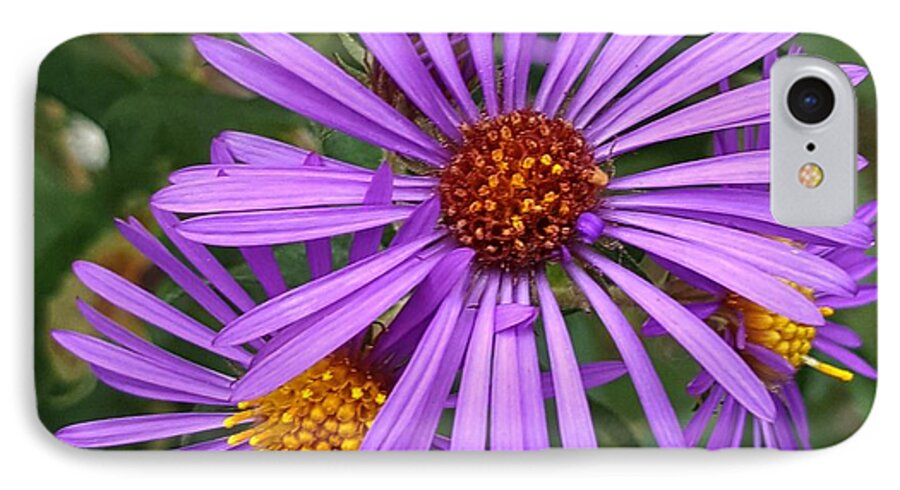 Purple iPhone 8 Case featuring the photograph Roadside flowers by Christina A Pacillo