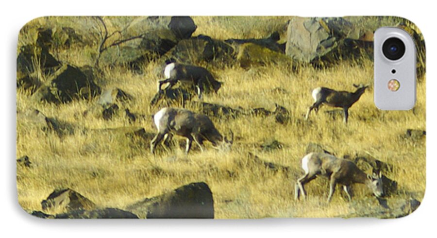 Sheep iPhone 8 Case featuring the photograph Roaming Free by Dale Stillman
