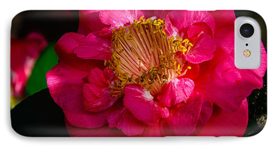 Ruffles Of Pink Framed Prints iPhone 8 Case featuring the photograph Ruffles of Pink by John Harding