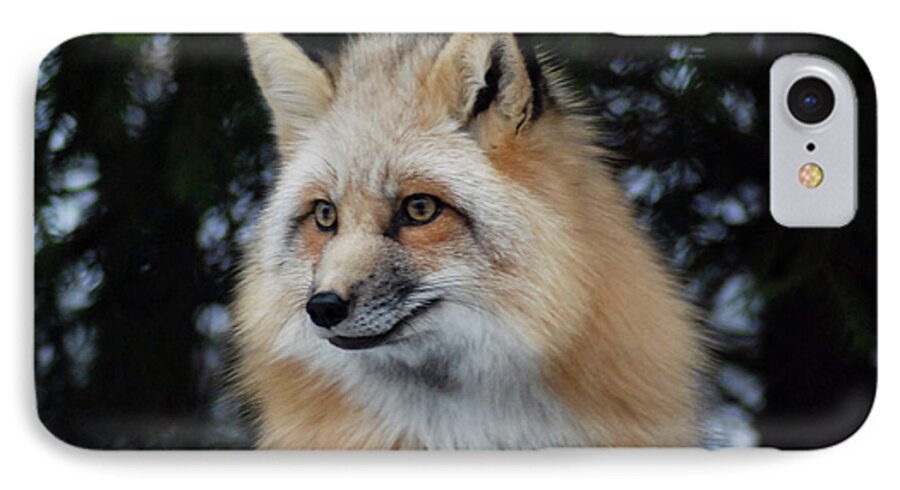 Fox iPhone 8 Case featuring the photograph Sierra's Profile by Richard Bryce and Family