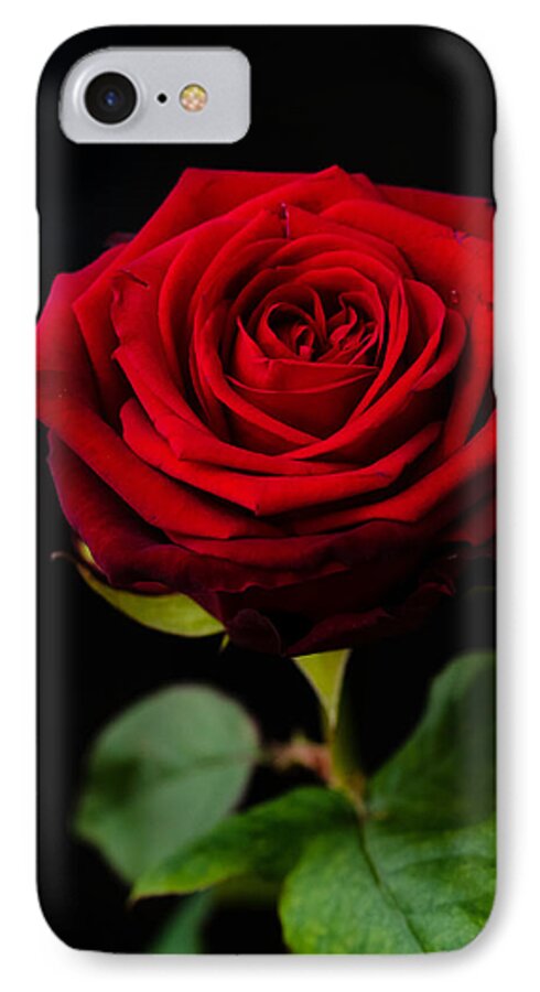 Rose iPhone 8 Case featuring the photograph Single Rose by Miguel Winterpacht