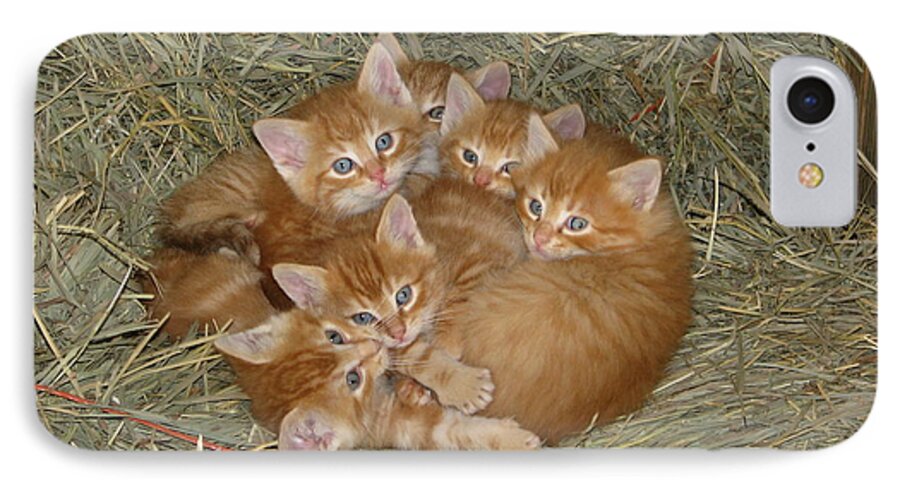 Kittens iPhone 8 Case featuring the photograph Six Kittens by Keith Stokes