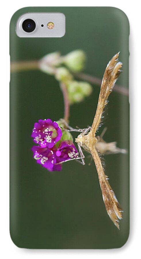 Moth iPhone 8 Case featuring the photograph Spiderling Plume Moth on Wineflower by Paul Rebmann