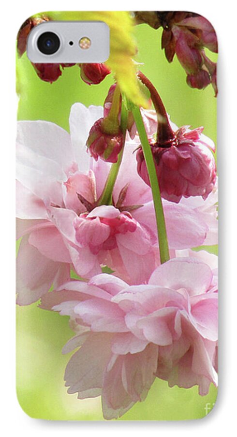 Cherry Blossoms iPhone 8 Case featuring the photograph Spring Blossoms 8 by Kim Tran