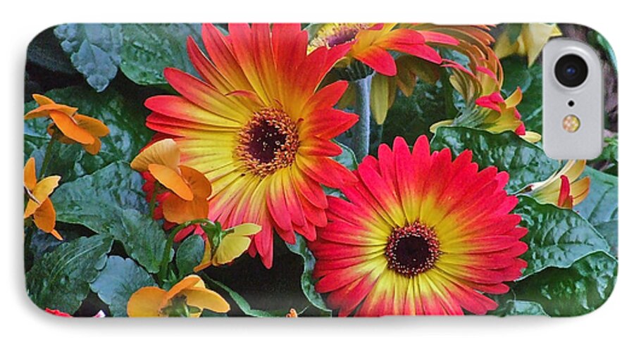 Gerbera Daisy iPhone 8 Case featuring the photograph Spring Show 14 Gerbera Daisy 1 by Janis Senungetuk