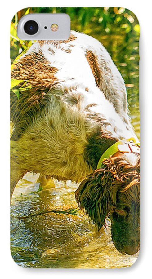 Dogs iPhone 8 Case featuring the photograph Springer Spaniel Field by Constantine Gregory