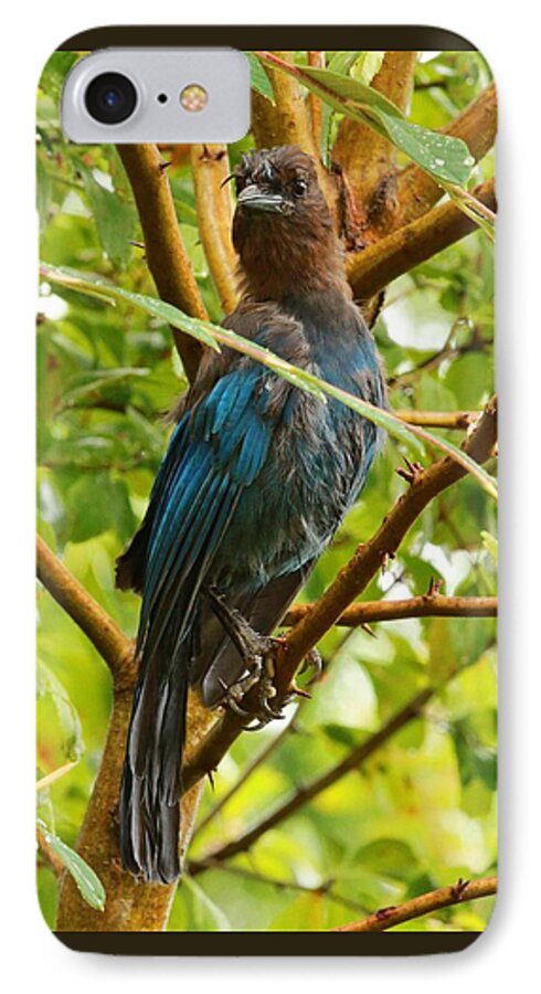 Birds iPhone 8 Case featuring the photograph Stellar Model by Steve Warnstaff