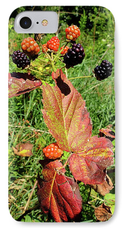 Woods iPhone 8 Case featuring the photograph Summer Remnants by Scott Kingery