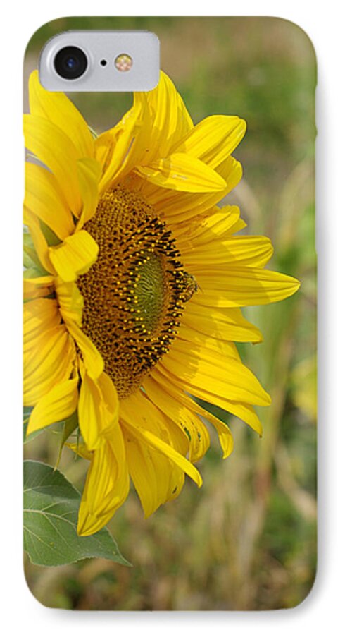 Sunflower iPhone 8 Case featuring the photograph Sunflower Show Off by Linda Mishler