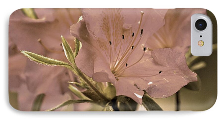 Azaleas iPhone 8 Case featuring the photograph Sweetness by Donna Shahan