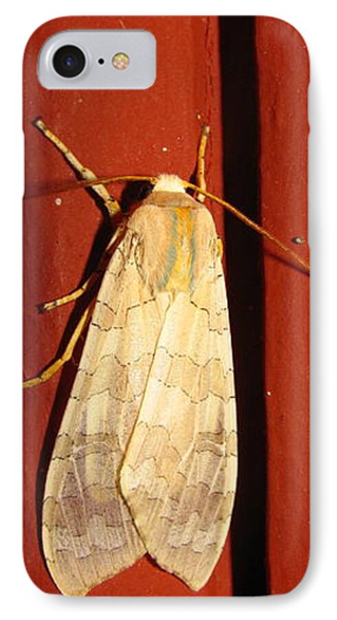 Sycamore Tussock iPhone 8 Case featuring the photograph Sycamore Tussock Moth by Joshua Bales
