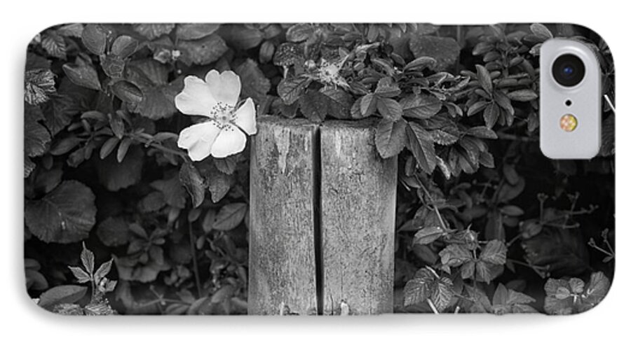 Flower iPhone 8 Case featuring the photograph The Allotment Project - Dog Rose by Clayton Bastiani