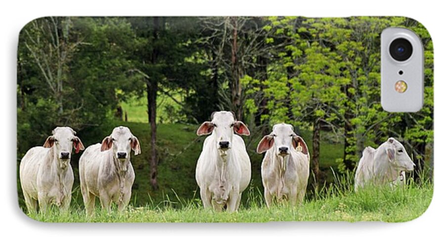 Cattle iPhone 8 Case featuring the photograph The Grass Is Always Green On the Other Side of The Fence by John Glass
