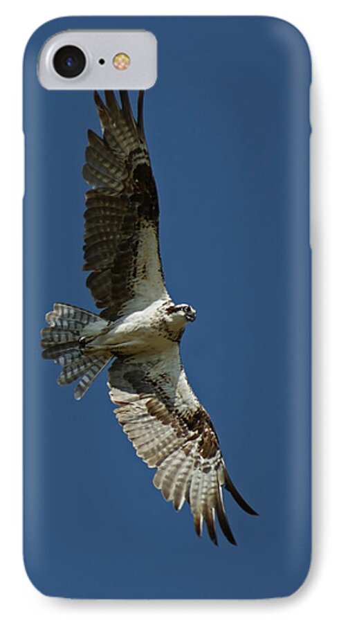 Birds iPhone 8 Case featuring the photograph The Osprey by Ernest Echols
