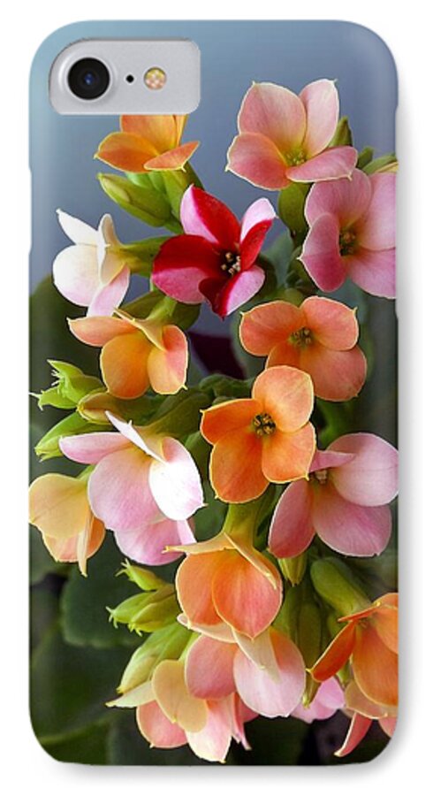 Kalanchoe iPhone 8 Case featuring the photograph The Special One by Danielle R T Haney