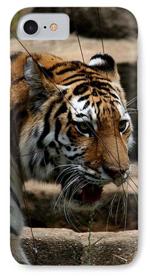 Tiger iPhone 8 Case featuring the photograph Serching by Cathy Harper