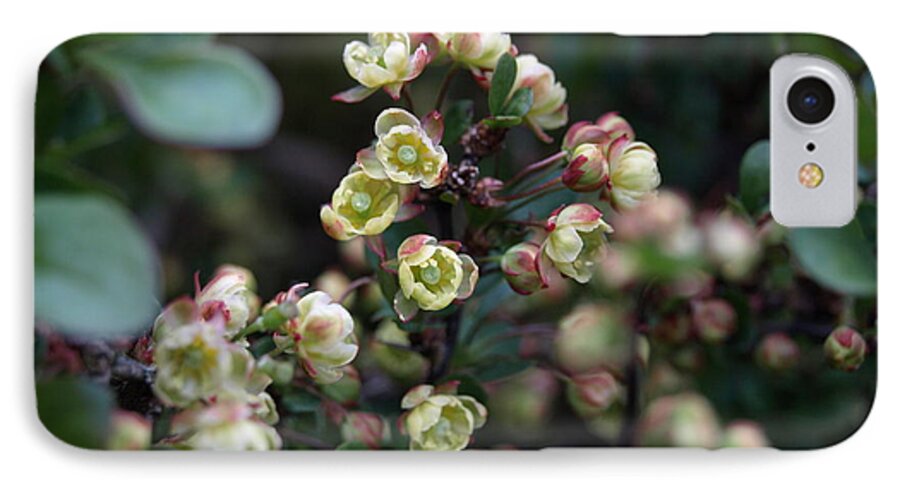 Shrub iPhone 8 Case featuring the photograph Tiny flowers by Richard Brookes
