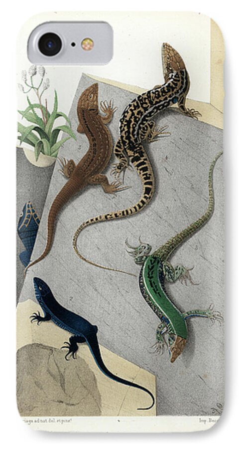 Podarcis Muralis iPhone 8 Case featuring the drawing Varieties of wall Lizard by Jacques von Bedriaga