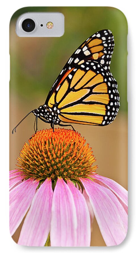 Animal iPhone 8 Case featuring the photograph Monarch Butterfly on a Purple Coneflower by Jeff Goulden