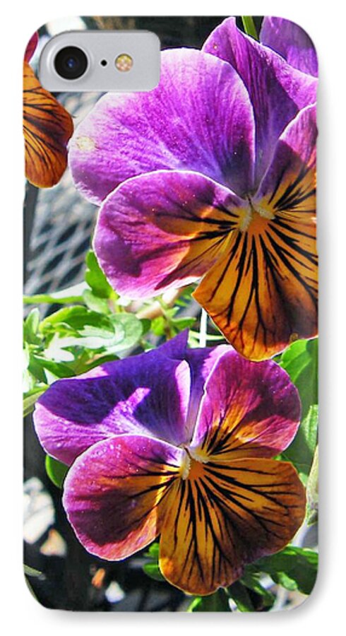 Nature iPhone 8 Case featuring the photograph Violas by Lizi Beard-Ward