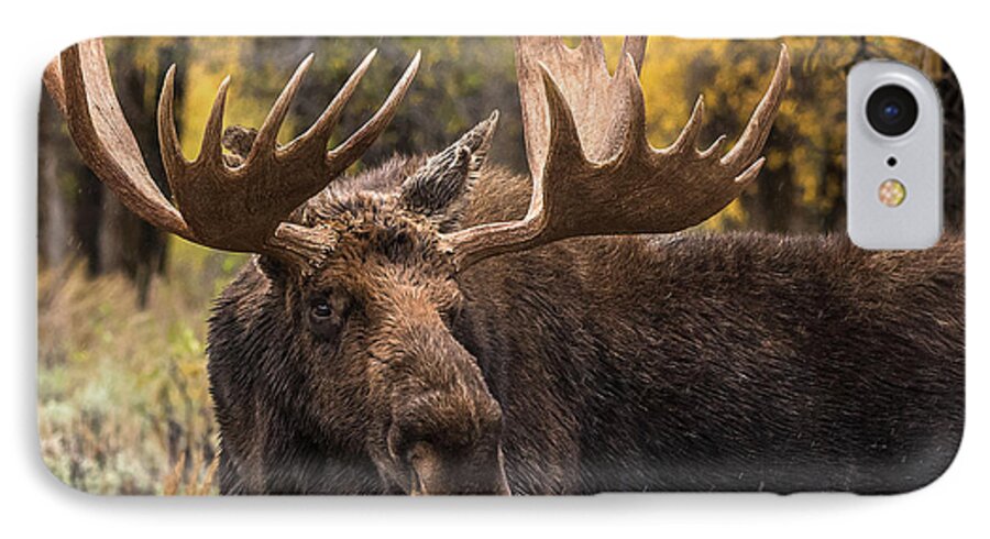 Bull Moose iPhone 8 Case featuring the photograph Washakie In The Autumn Beauty by Yeates Photography
