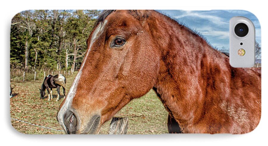 Horse iPhone 8 Case featuring the photograph Wild Horse in Smoky Mountain National Park by Peter Ciro