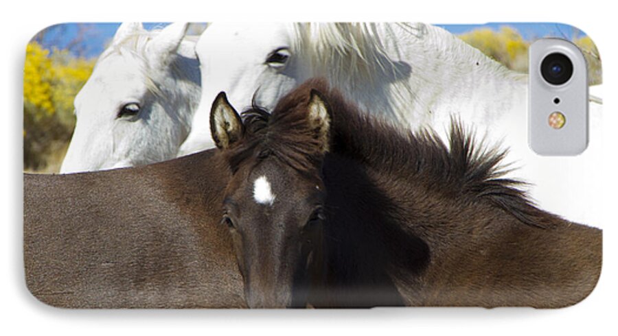 Horses iPhone 8 Case featuring the photograph Wild Mustang Herd by Waterdancer 