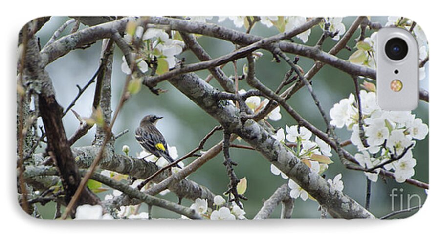 Bird iPhone 8 Case featuring the photograph Yellow-rumped Warbler In Pear Tree by Donna Brown
