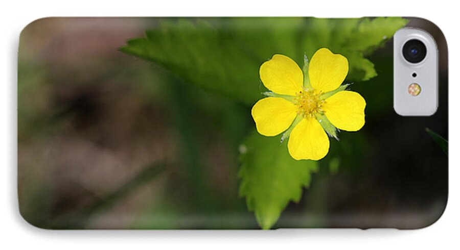 Flower iPhone 8 Case featuring the photograph Yellow Wildflower by Mary Bedy