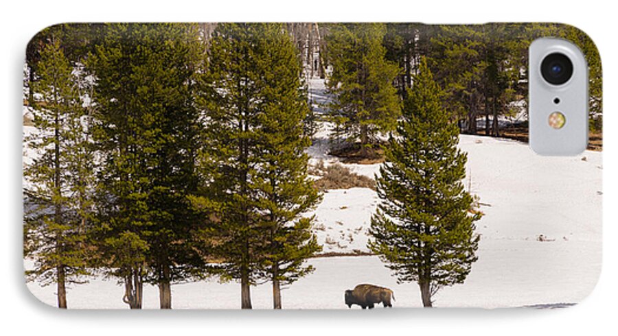 Buffalo iPhone 8 Case featuring the photograph Yellowstone Buffalo by Mike Evangelist