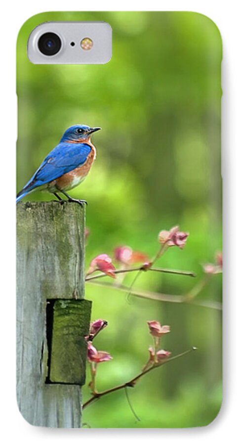 Bluebird iPhone 8 Case featuring the photograph Eastern Bluebird by Christina Rollo