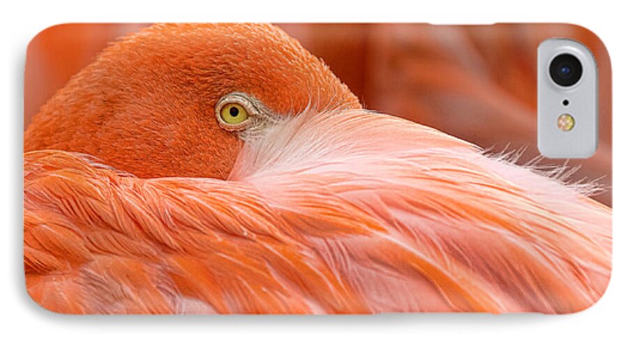  iPhone 8 Case featuring the photograph Flamboyant Flamingo by Nadia Sanowar
