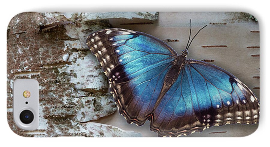Blue iPhone 8 Case featuring the photograph Blue Morpho Butterfly on White Birch Bark by Patti Deters