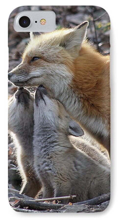 Red Fox iPhone 8 Case featuring the photograph Red Fox kits and parent by Doris Potter