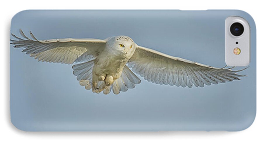 Bubo Scandiacus iPhone 8 Case featuring the photograph Snowy Owl Against Blue Sky by CR Courson